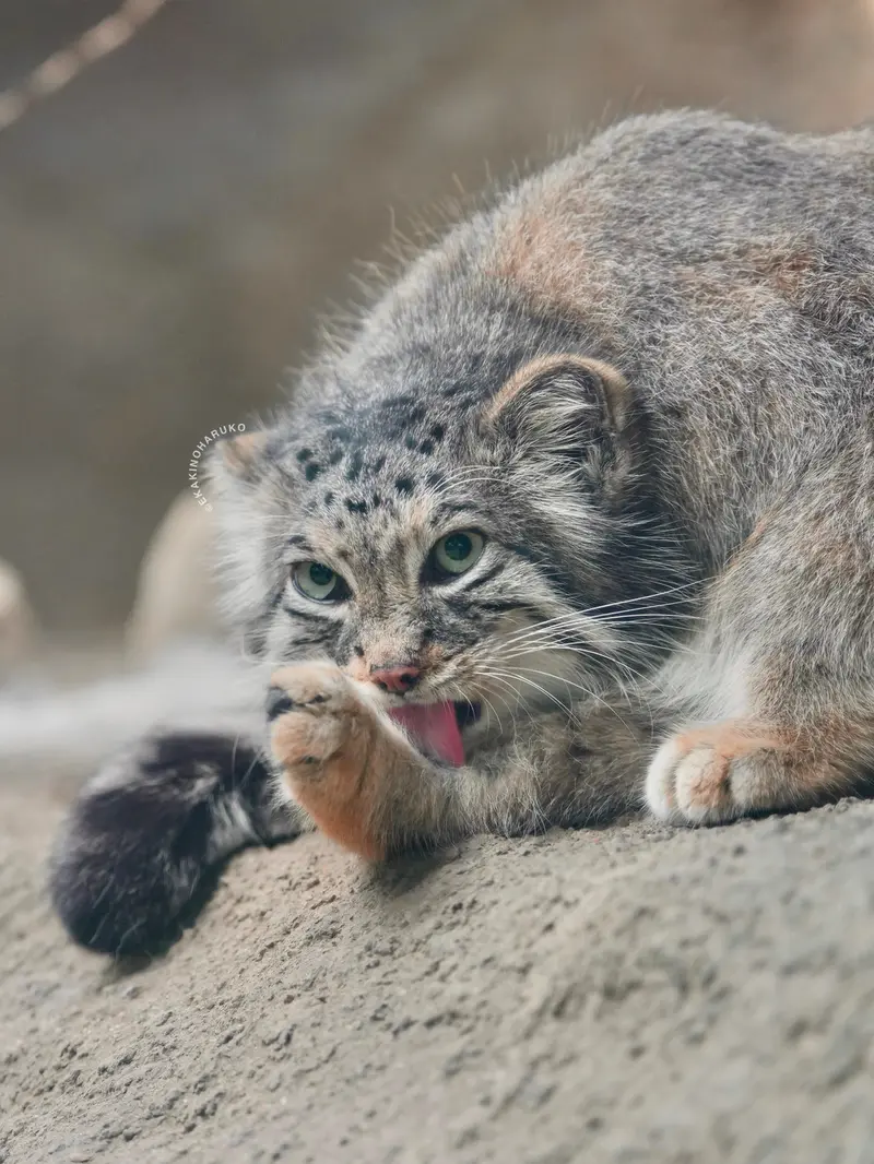 A photograph of Az in Kobe Animal Kingdom