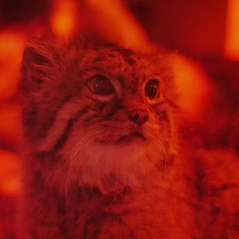 A photograph of Naim in Ueno Zoological Gardens