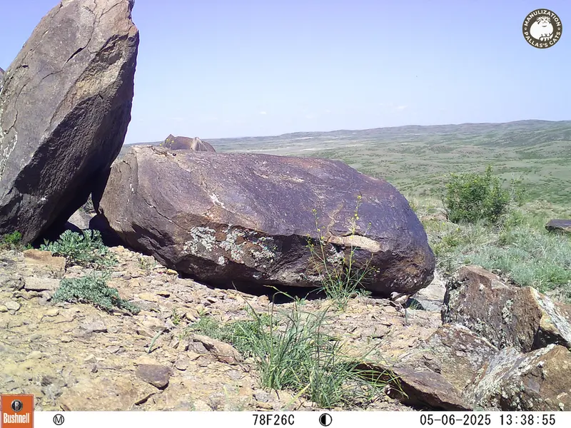 A photograph of a Pallas&#039;s cat from Koshkar camera trap