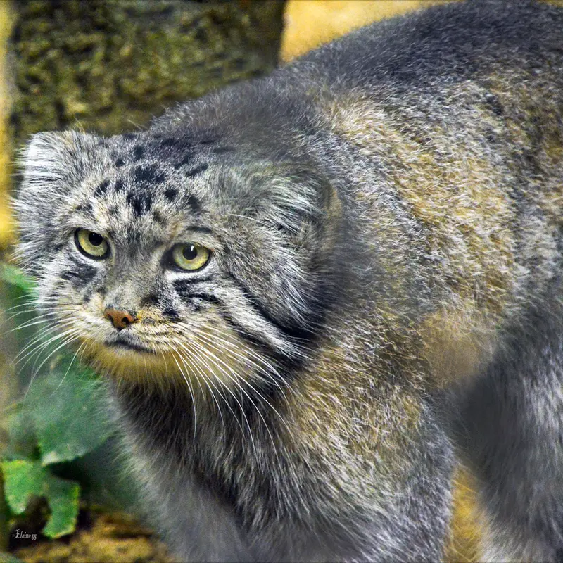 A photograph of Tull in Cotswold Wildlife Park and Gardens