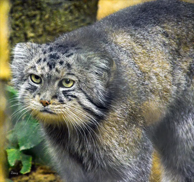A photograph of Tull in Cotswold Wildlife Park and Gardens