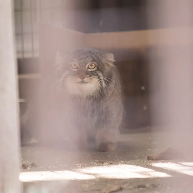 A photograph of Figa in Nogeyama Zoo