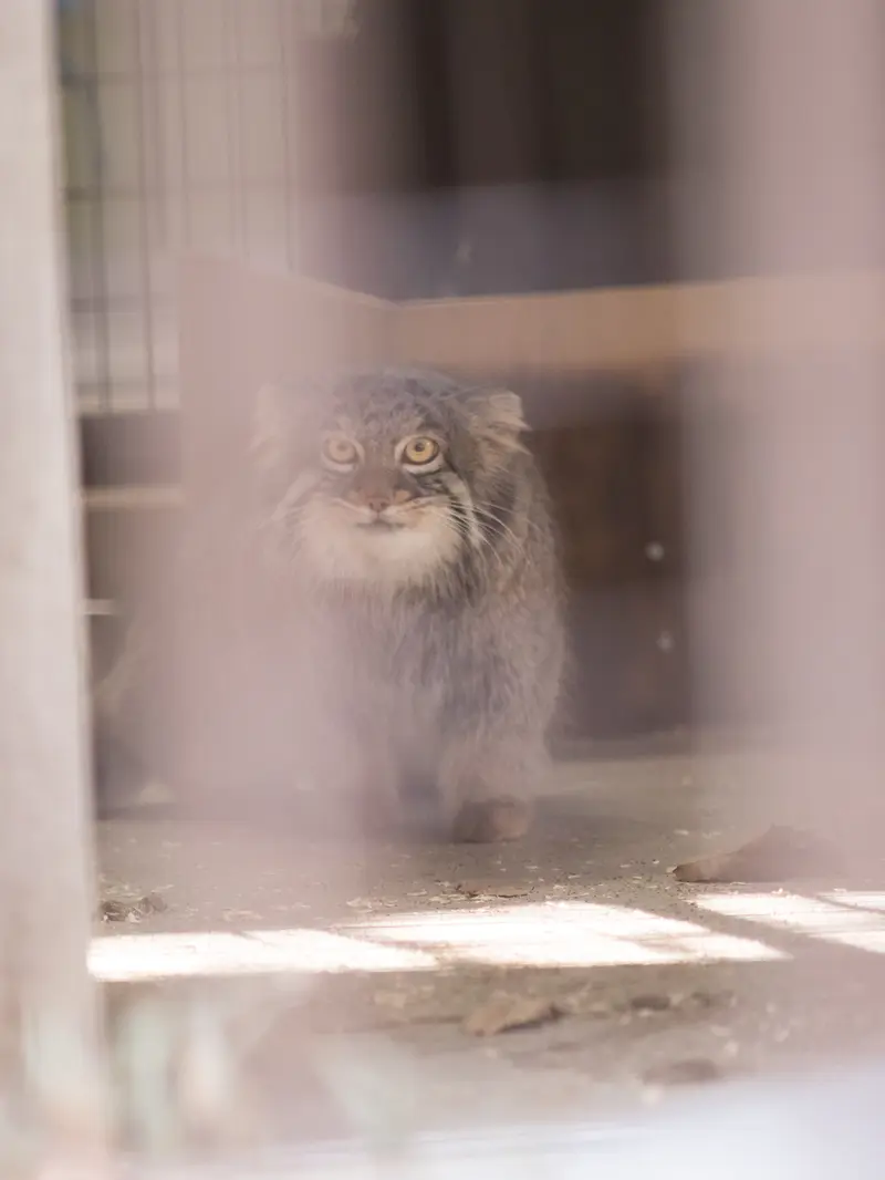 A photograph of Figa in Nogeyama Zoo