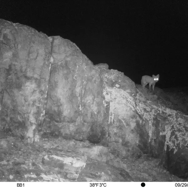 A photograph of Red fox from Aktas-Kunkora camera trap