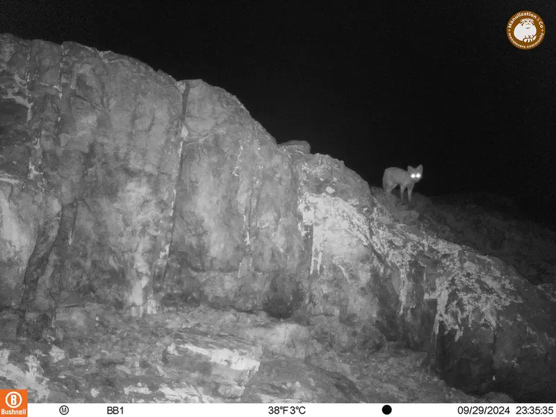 A photograph of Red fox from Aktas-Kunkora camera trap
