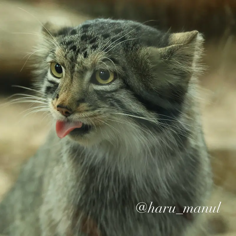 A photograph of Nagomu in Nasu Animal Kingdom