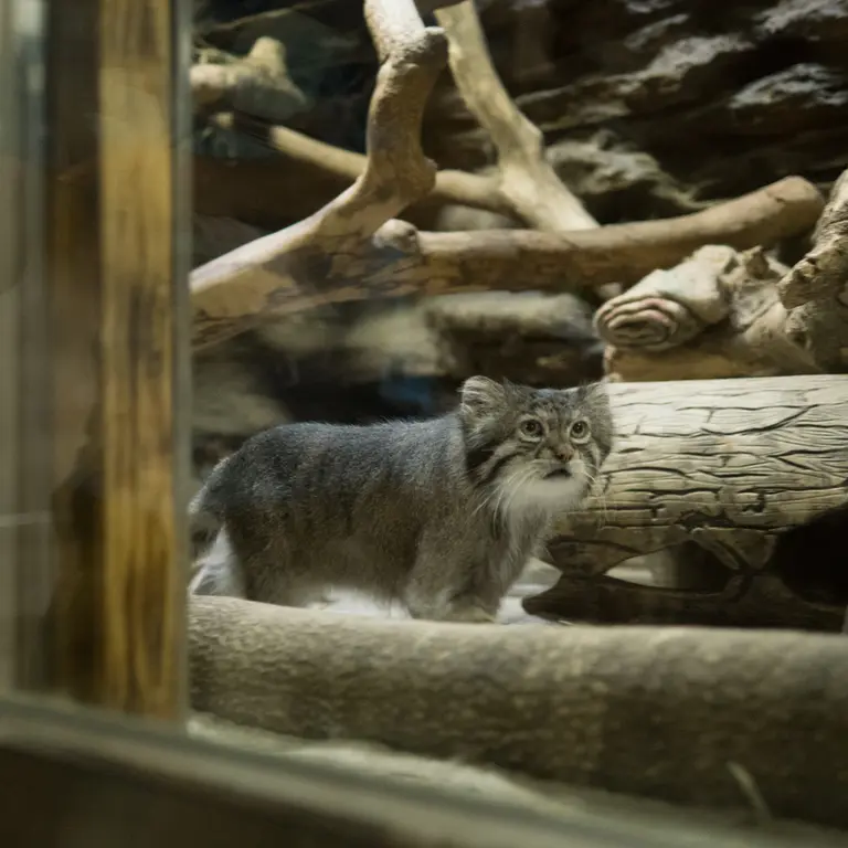 A photograph of Klyon in Ueno Zoological Gardens