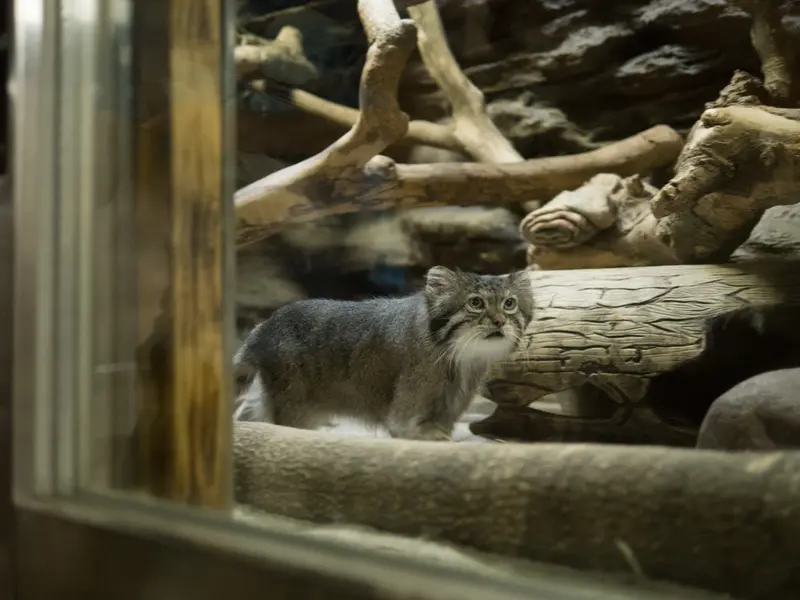 A photograph of Klyon in Ueno Zoological Gardens