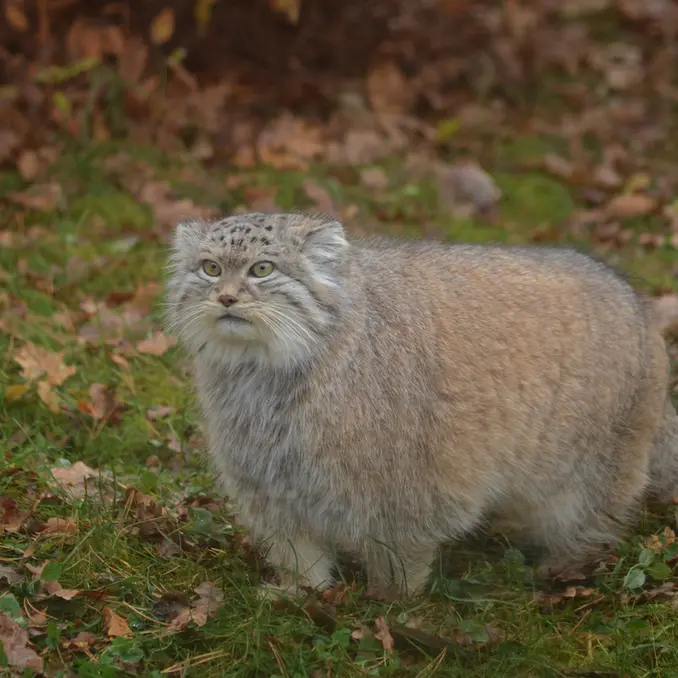 A photograph of Benny in Parken Zoo