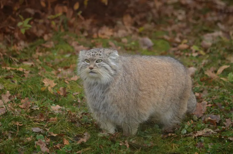 A photograph of Benny in Parken Zoo
