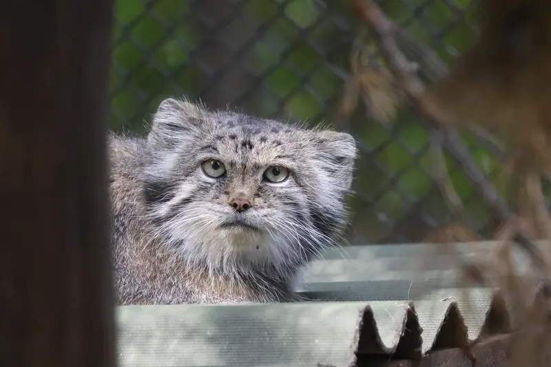 A photograph of Lastochka in Novosibirsk Zoo