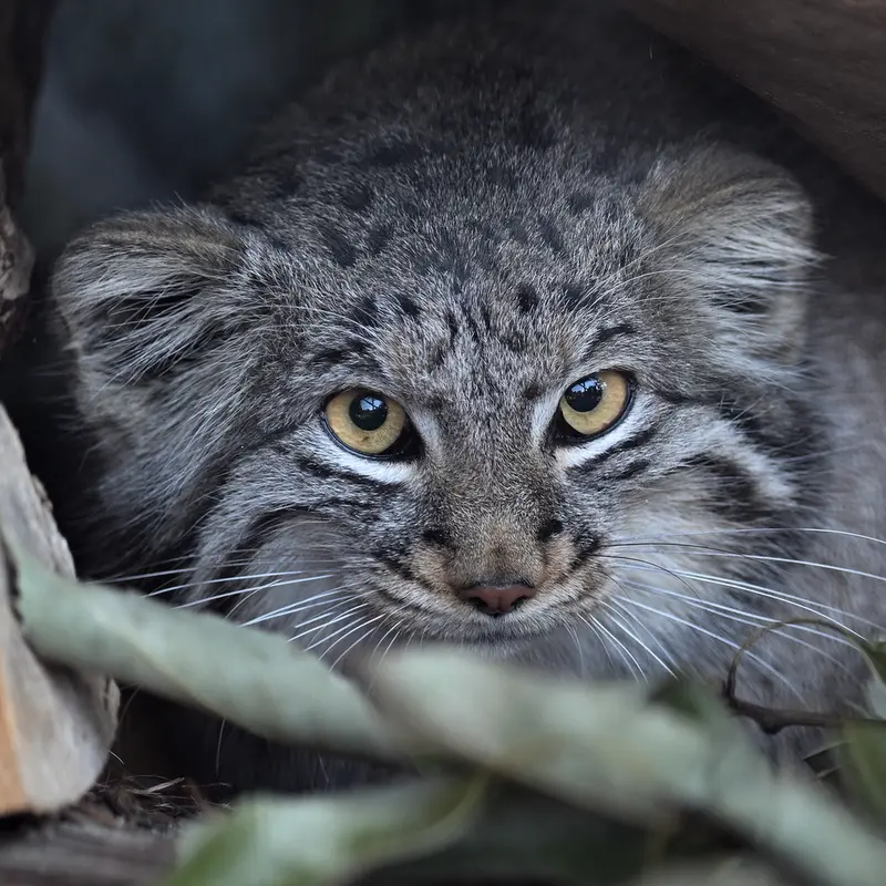 A photograph of Mei in Gokatsuraike Animal Park