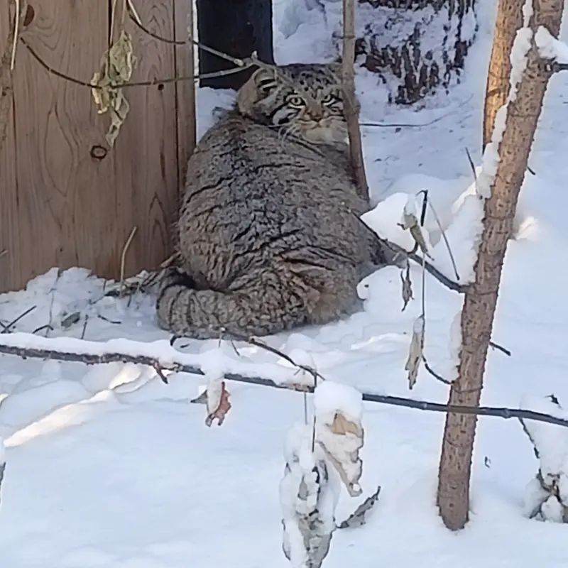 A photograph of Grey in Novosibirsk Zoo