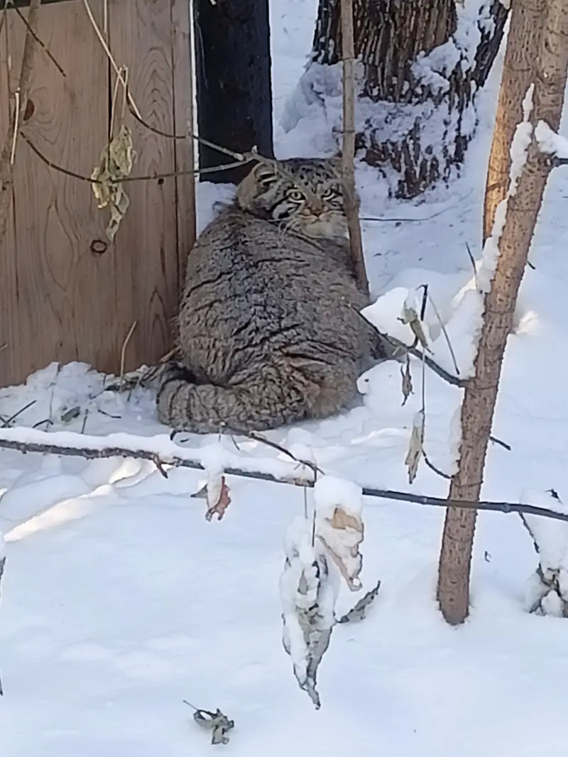 A photograph of Grey in Novosibirsk Zoo