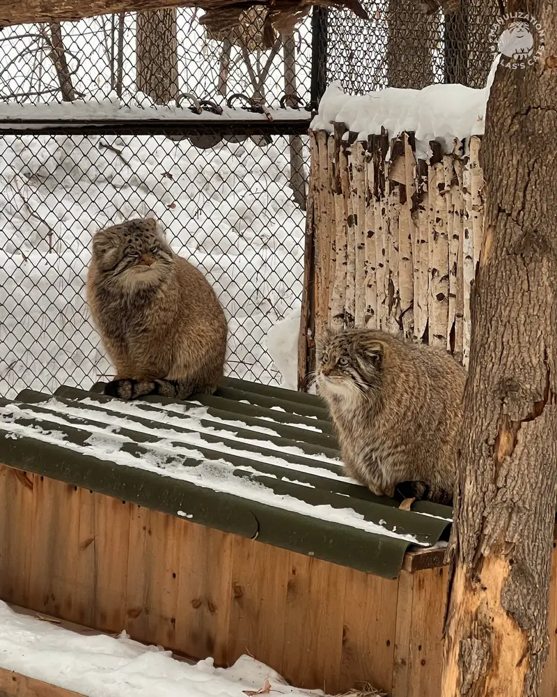 A photograph of George and Mia in Novosibirsk Zoo