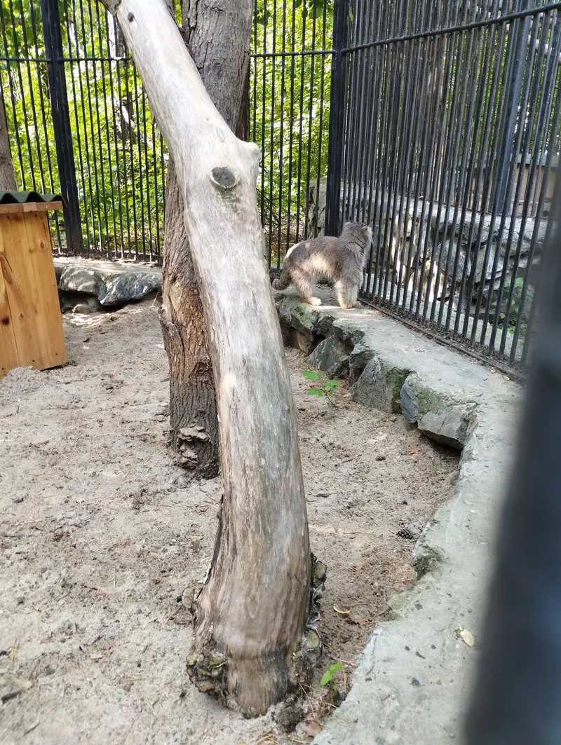 A photograph of a Pallas's cat in Novosibirsk Zoo