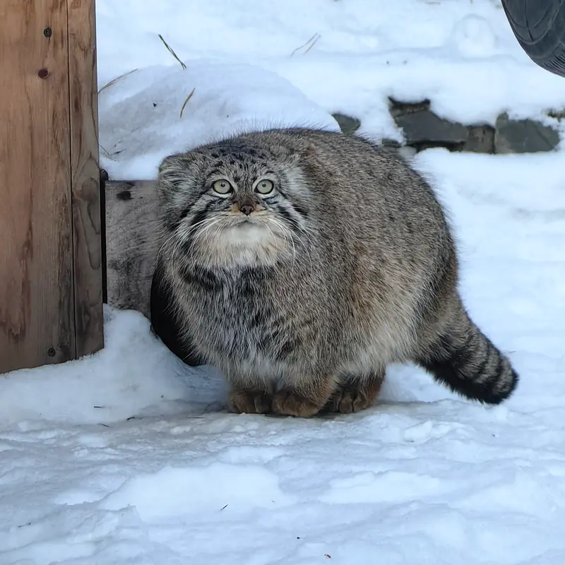 A photograph of Daughter of Eve of 2023 Ⅱ in Novosibirsk Zoo