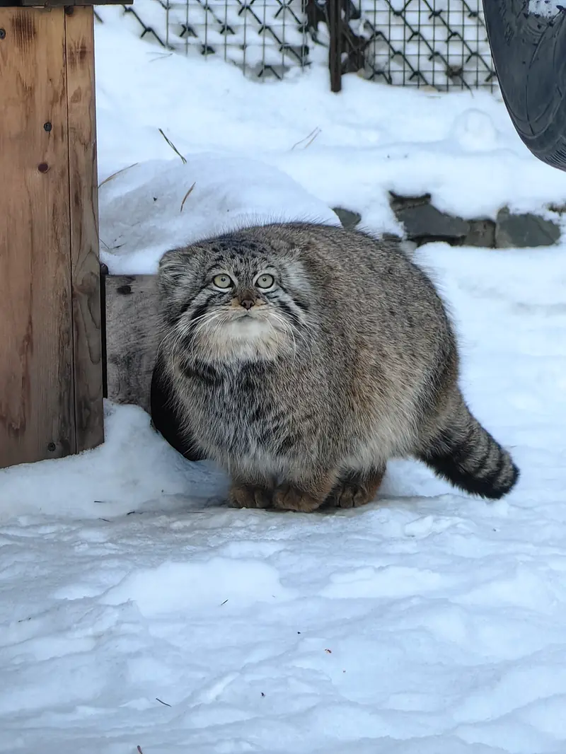 A photograph of Daughter of Eve of 2023 Ⅱ in Novosibirsk Zoo