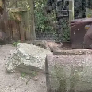 A photograph of a Pallas's cat in Košice Zoo