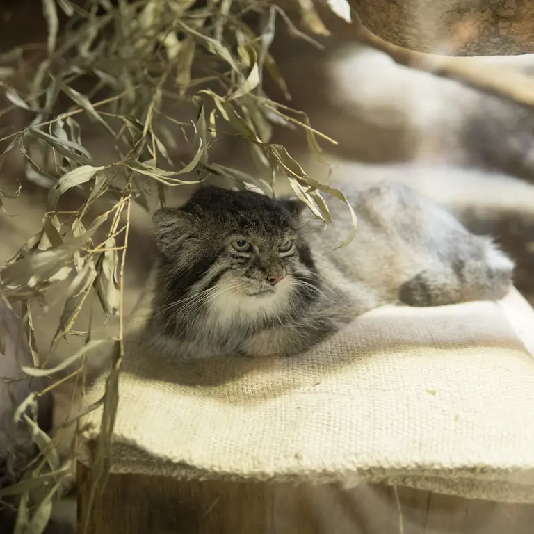 A photograph of Klyon in Ueno Zoological Gardens