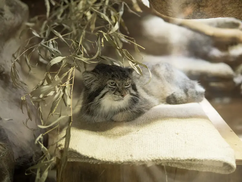 A photograph of Klyon in Ueno Zoological Gardens