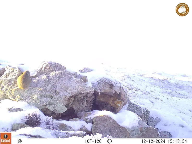 A photograph of Pika from Besshoky 1 camera trap