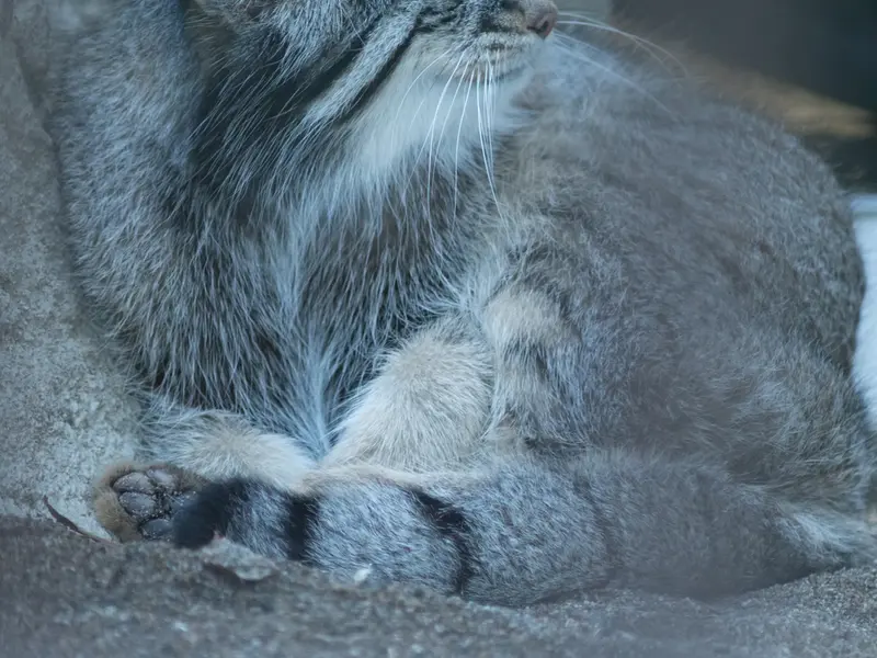 A photograph of Figa in Nogeyama Zoo