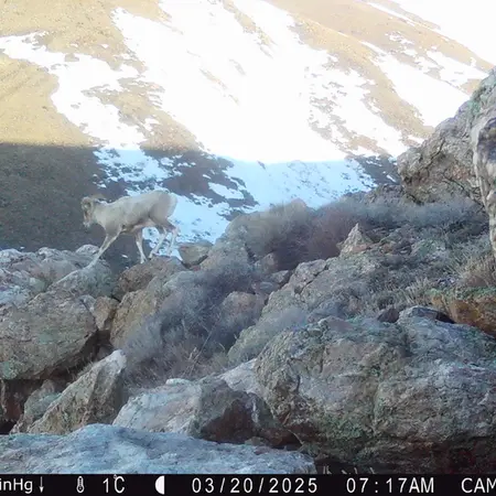 A photograph of Argali from Zhundy 2 camera trap