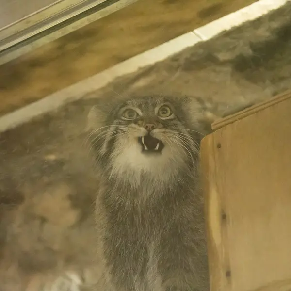 A photograph of Figa in Ueno Zoological Gardens