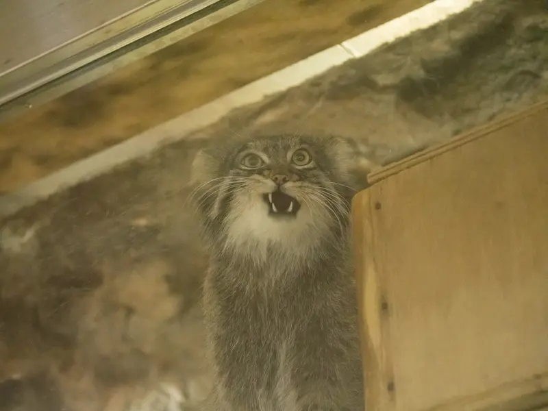 A photograph of Figa in Ueno Zoological Gardens