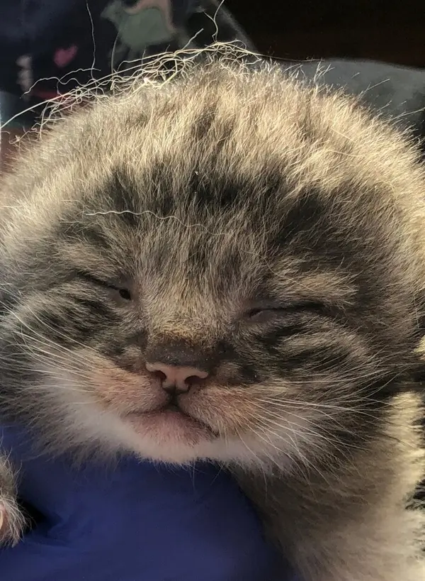 A photograph of a Pallas's cat