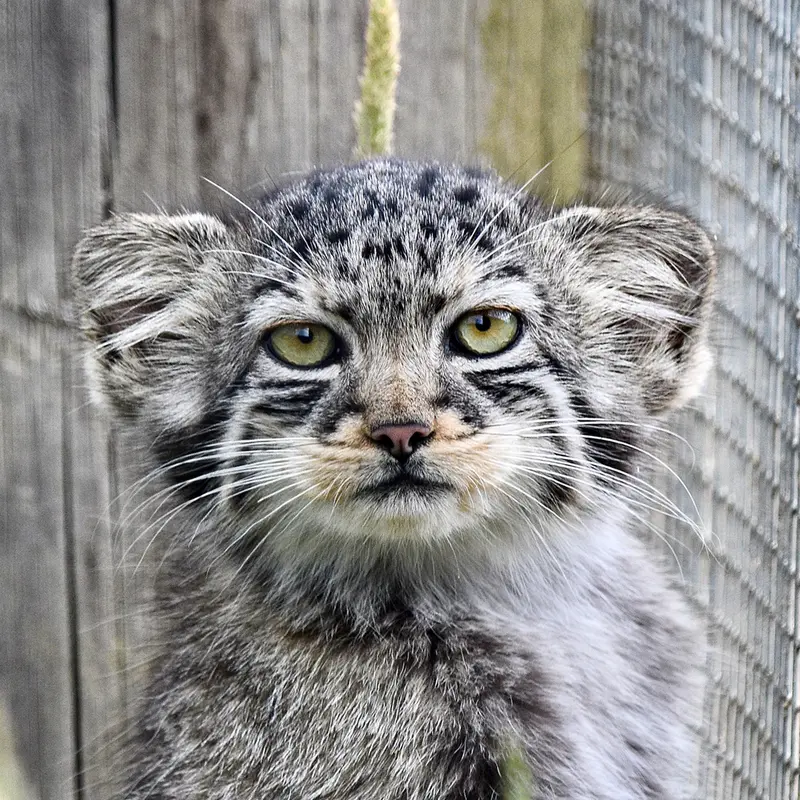 Kitten of Namuu b. 2026 Ⅱ the Pallas's cat from Port Lympne Wild Animal Park