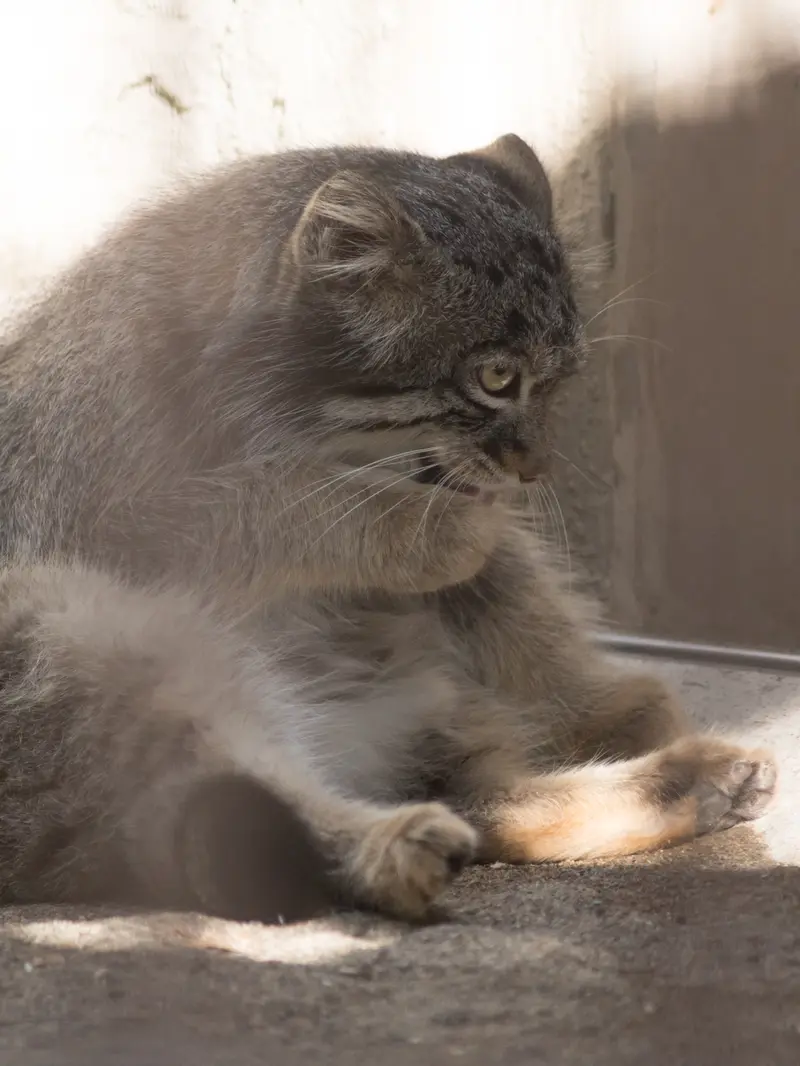 A photograph of Figa in Nogeyama Zoo