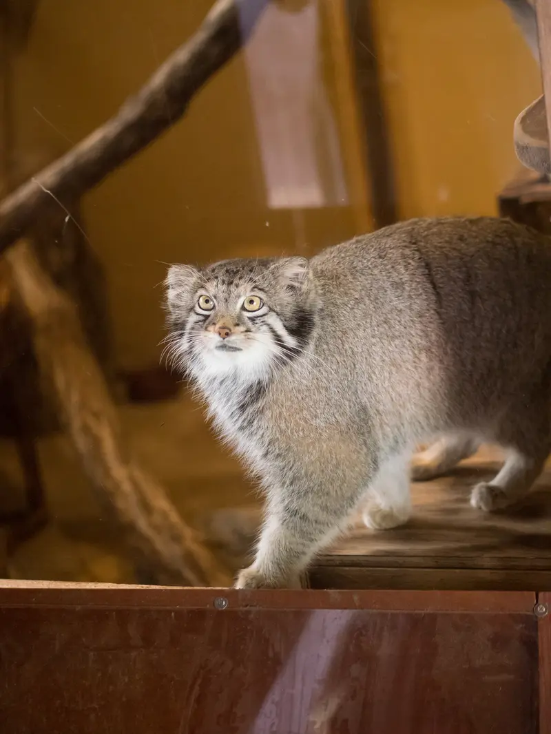 A photograph of Oto in Saitama Children's Zoo