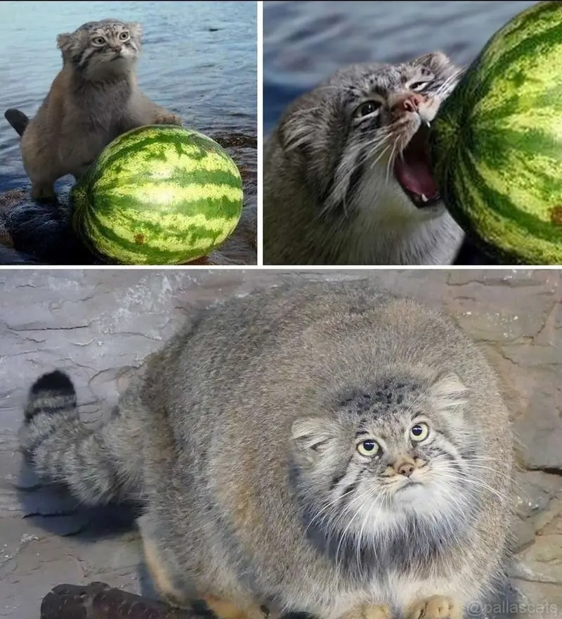A photograph of a Pallas's cat
