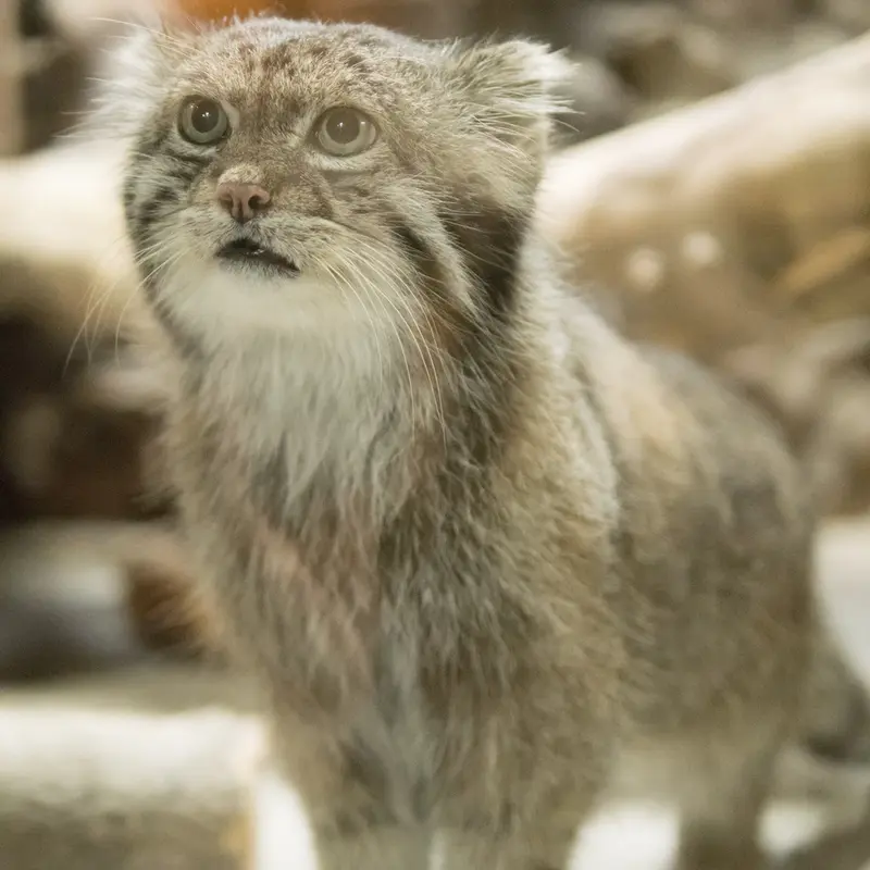 A photograph of Klyon in Ueno Zoological Gardens