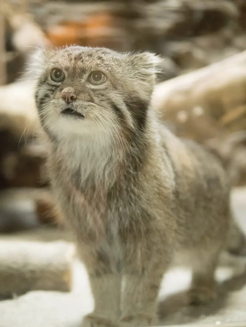 A photograph of Klyon in Ueno Zoological Gardens