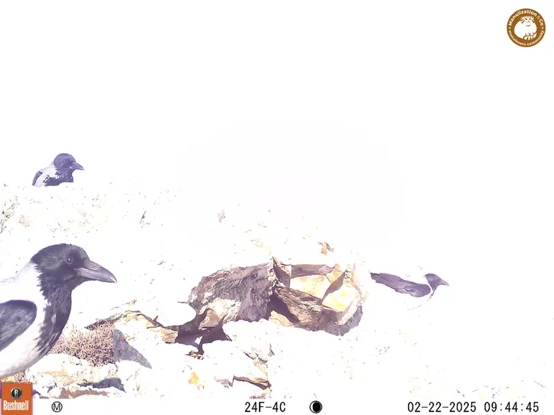 A photograph of a Pallas&#039;s cat from Besshoky 1 camera trap