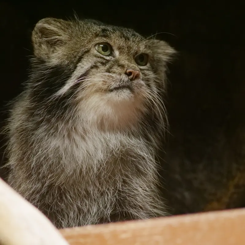 A photograph of Klyon in Ueno Zoological Gardens