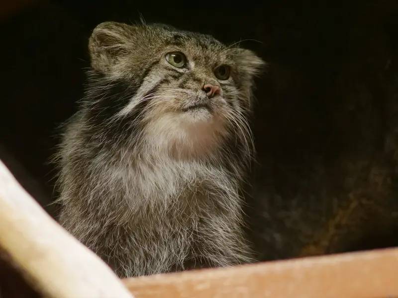 A photograph of Klyon in Ueno Zoological Gardens