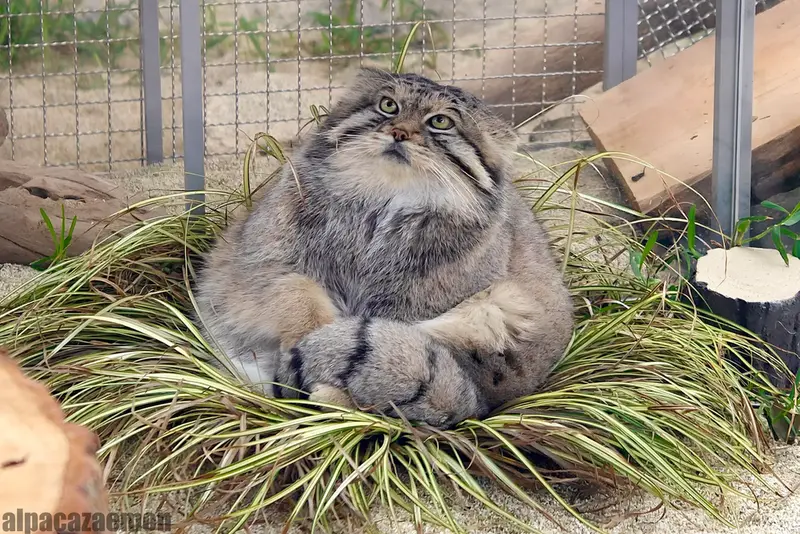 A photograph of a Pallas's cat