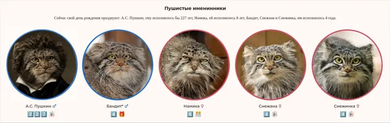 A photograph of a Pallas's cat