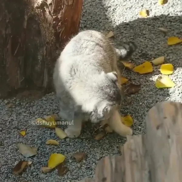 A photograph of Sun Simiao in Qinghai-Tibet Plateau Wildlife Zoo
