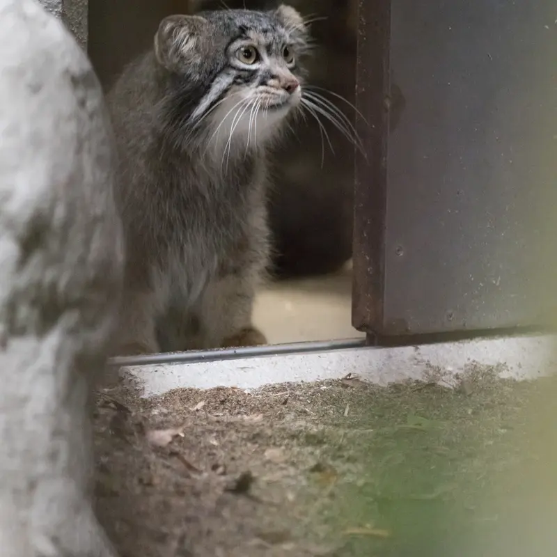 A photograph of Figa in Nogeyama Zoo