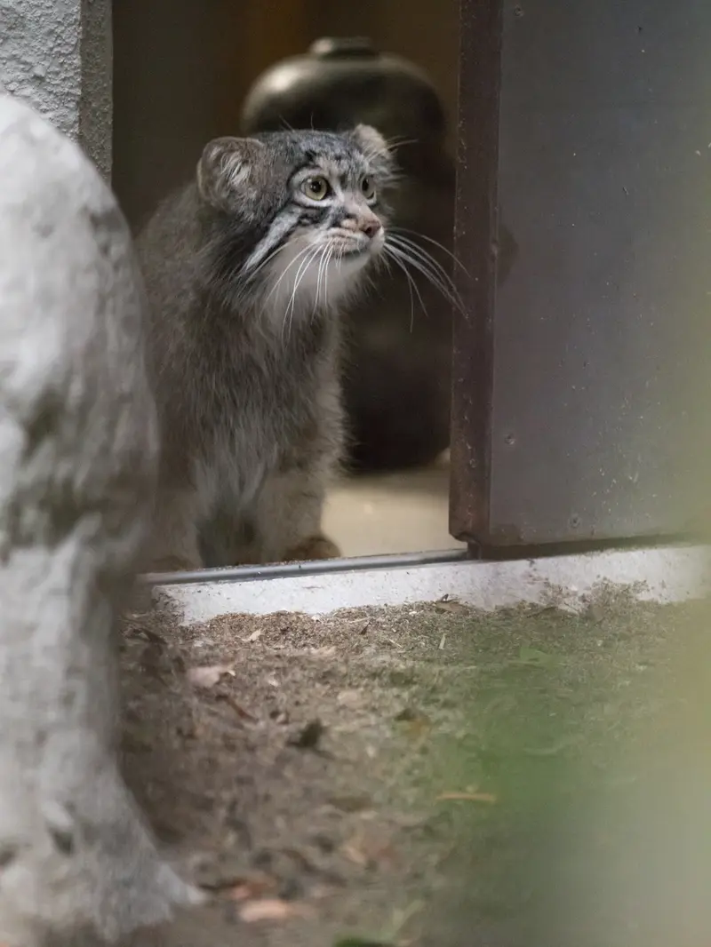 A photograph of Figa in Nogeyama Zoo