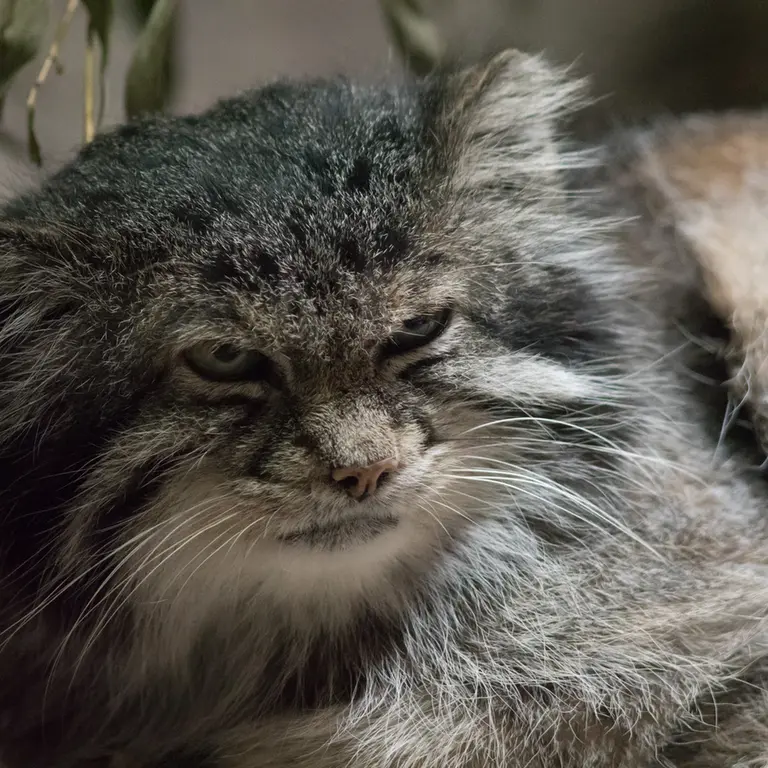 A photograph of Klyon in Ueno Zoological Gardens
