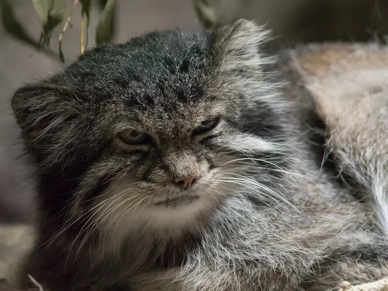 A photograph of Klyon in Ueno Zoological Gardens