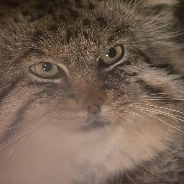 A photograph of Lotos in Saitama Children's Zoo