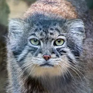 Tull the Pallas's cat from Cotswold Wildlife Park and Gardens