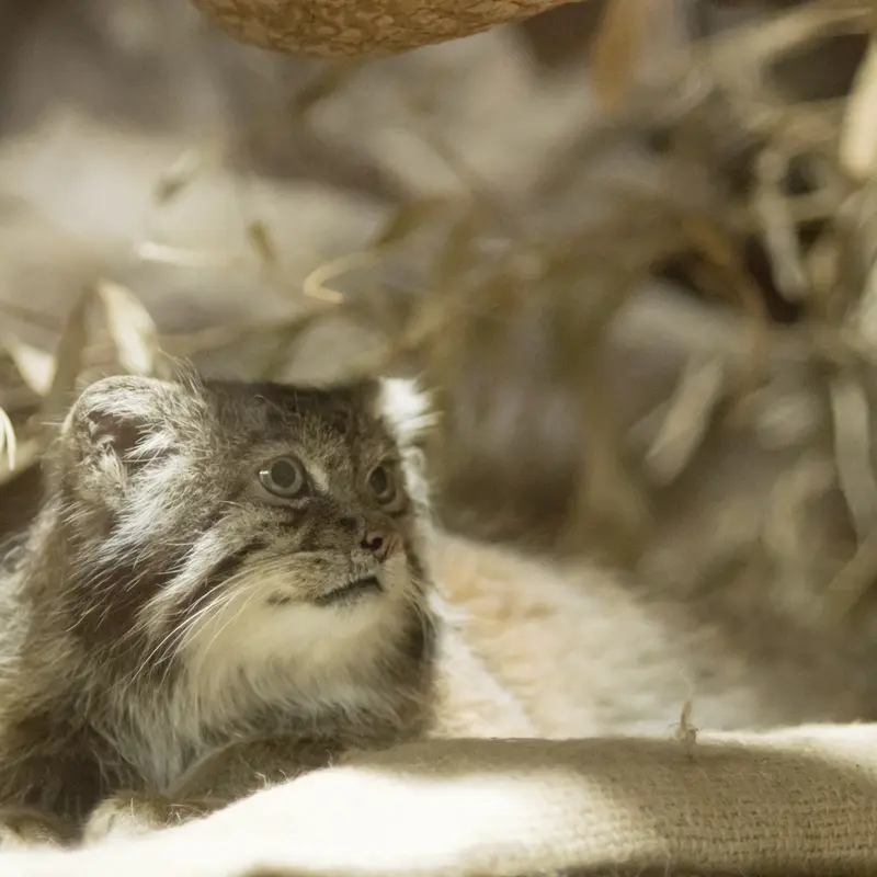 A photograph of Klyon in Ueno Zoological Gardens